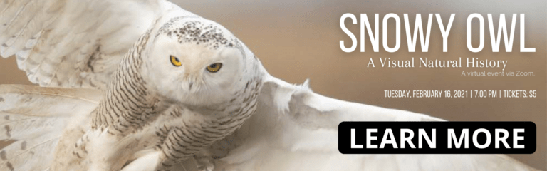 Snowy-Owl-Banner